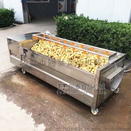 大姜生姜清洗機,大姜清洗脫皮機,生姜清洗脫皮機 ,諸城市同泰食品機械廠
